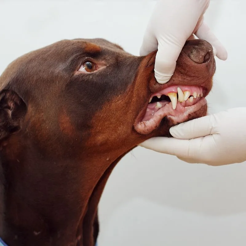 Discover the Best Veterinary Clinic in Ceilandia Norte, DF, DF, Brazil 1 c5f8cce2b4554caa91d6cbf67ca828ed